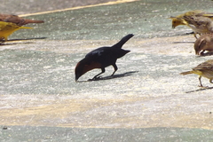 Chrysomus ruficapillus
