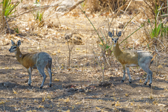 Oreotragus oreotragus