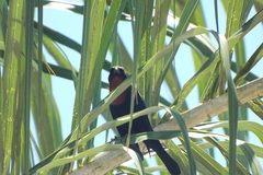 Chrysomus ruficapillus