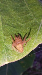 Eriophora