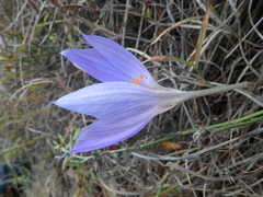 Crocus speciosus