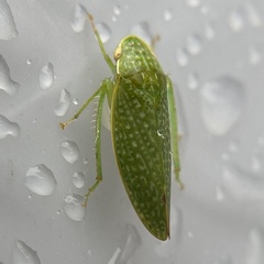 Rugosana