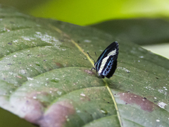 Psychonotis caelius