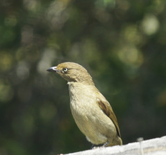 Andropadus importunus