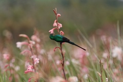 Nectarinia famosa