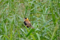 Euplectes franciscanus