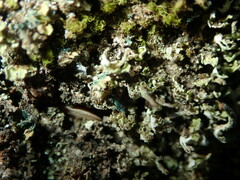 Arthrorhaphis aeruginosa