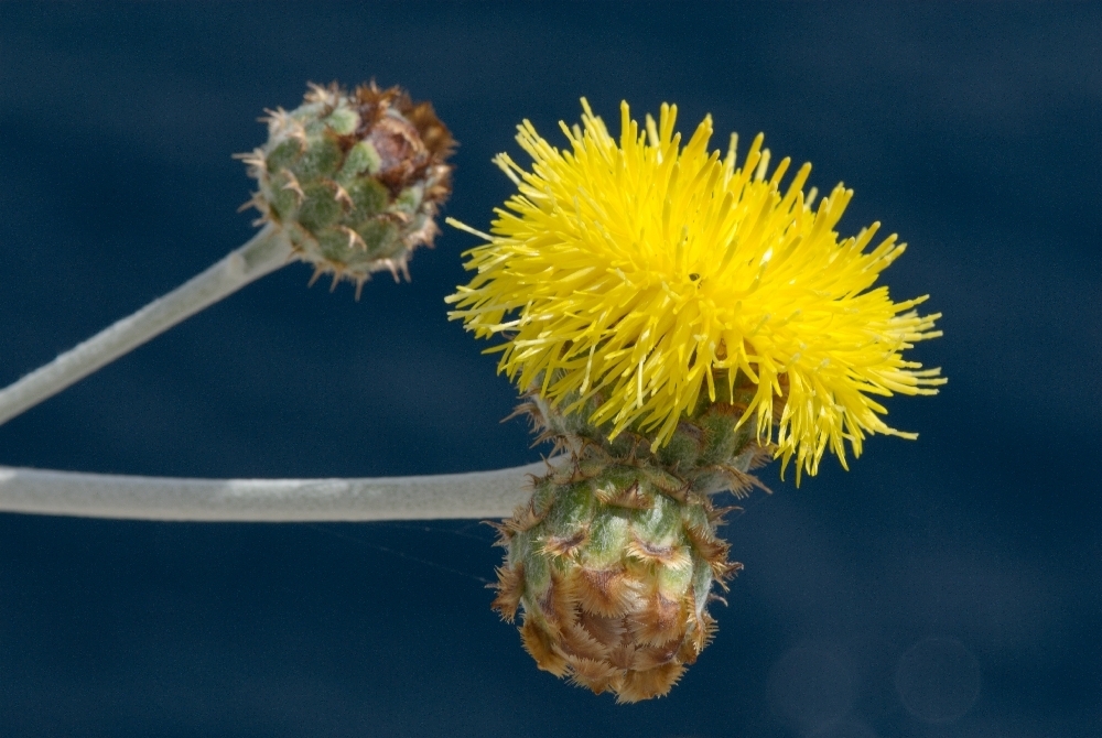 Silver Knapweed