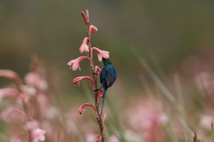 Nectarinia famosa