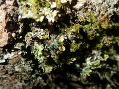 Arthrorhaphis aeruginosa