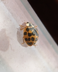Harmonia axyridis