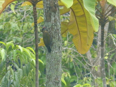 Picus vittatus