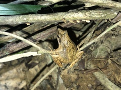 Rana longicrus