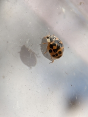 Harmonia axyridis