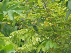 Psilopogon lineatus