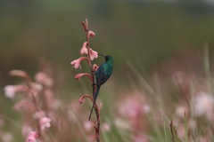 Nectarinia famosa