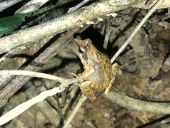 Rana longicrus
