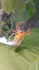 Eriophora