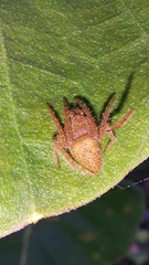Eriophora