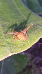 Eriophora