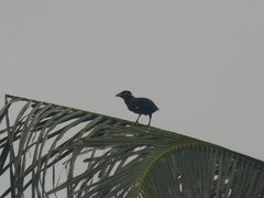 Gracula religiosa