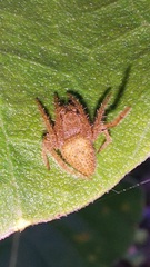 Eriophora