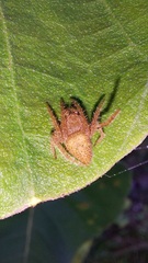 Eriophora