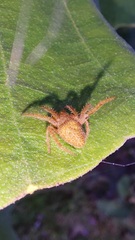 Eriophora