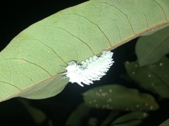 Attacus atlas