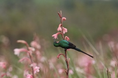 Nectarinia famosa