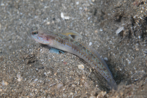 Spangled Shrimpgoby (Vanderhorstia dorsomacula) · iNaturalist