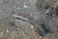 Dorsalspot Shrimpgoby photo 3