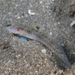 Spangled Shrimpgoby - Photo (c) Mark Rosenstein, some rights reserved (CC BY-NC-SA), uploaded by Mark Rosenstein
