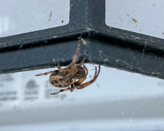 Larinioides cornutus