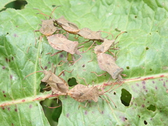 Coreus marginatus