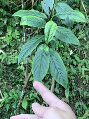 Maesa perlaria formosana