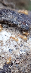 Lasius