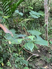 Maesa perlaria formosana