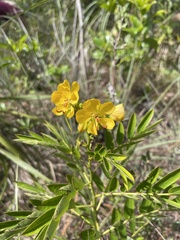 Senna chapmanii
