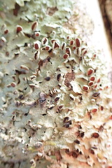 Lobariaceae