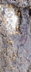 Lasius