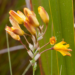 Ixia dubia