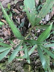Calamus formosanus