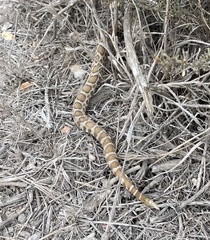 Crotalus oreganus