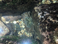 Longpotamon mindongense