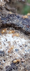 Lasius