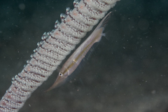 Centriscus scutatus
