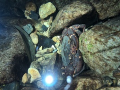 Longpotamon mindongense