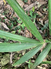 Calamus formosanus