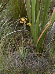 Ixia dubia